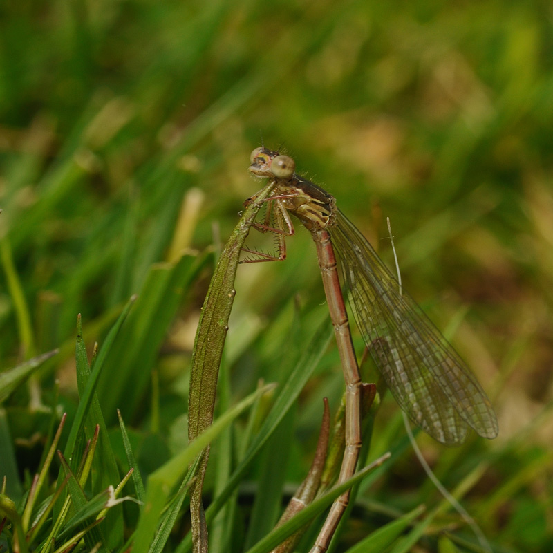 Small Red Damselfly - Teneral
