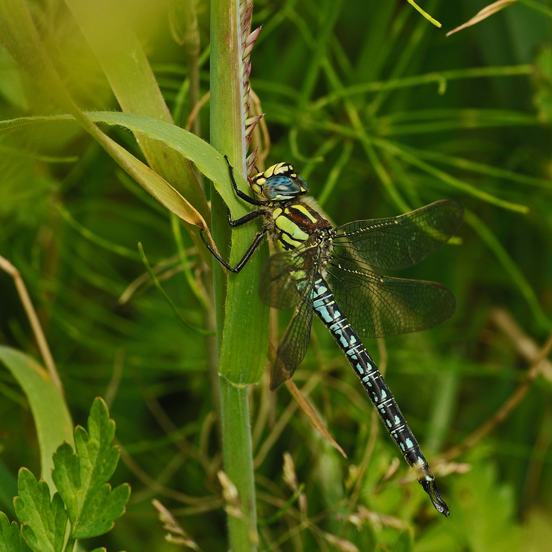 Hairy Dragonfly - Male