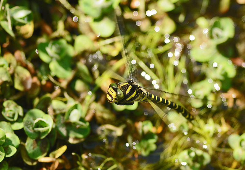 Golden-ringed Dragonfly - Female
