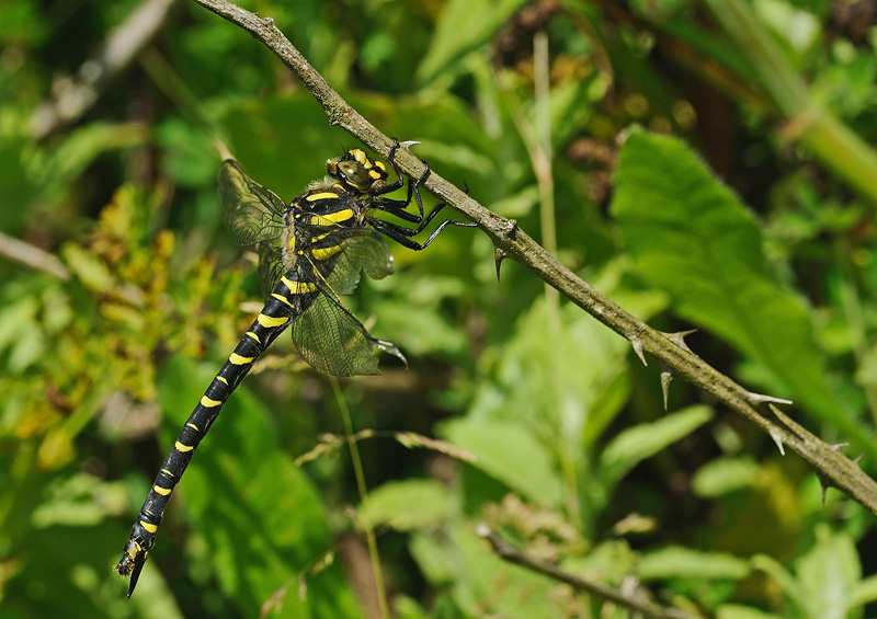 Golden-ringed Dragonfly - Female