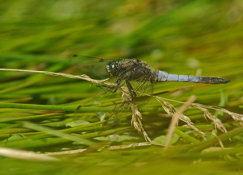 Black-tailed Skimmer - Male