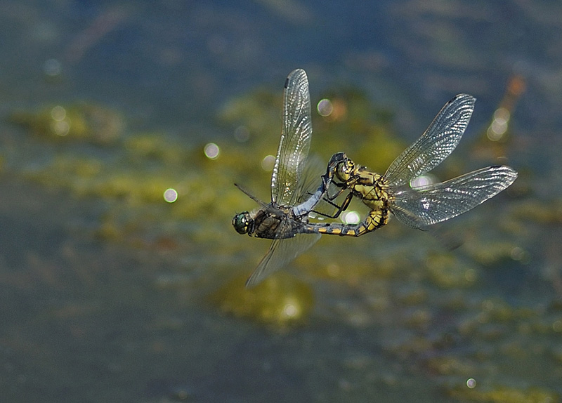 Black-tailed Skimmers - Mating Pair in -flight
