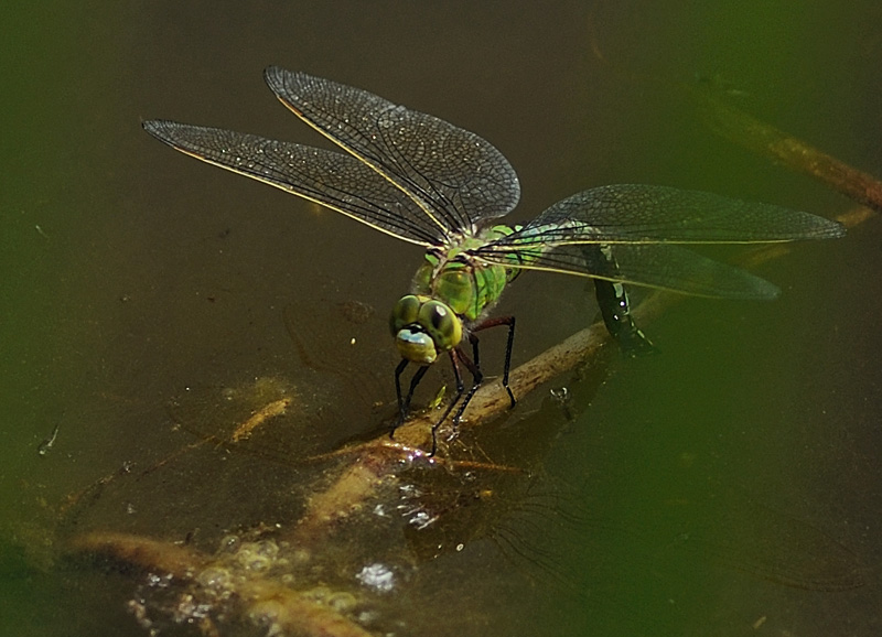 Emperor Dragonfly - Ovipositing Female