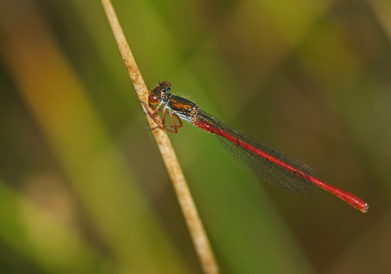 Small Red Damselfly - Male