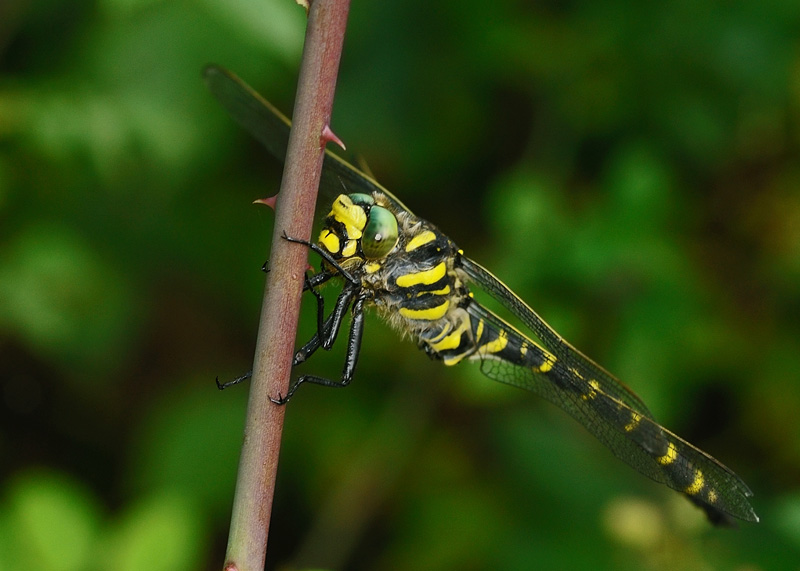 Golden-ringed Dragonfly - Male