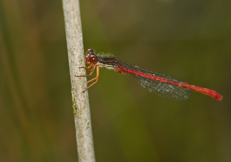 Small Red Damselfly - Male
