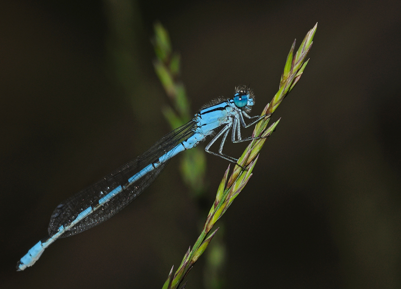 Common Blue Damselfly - Male