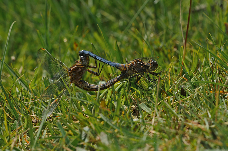 Keeled Skimmers - Mating Pair