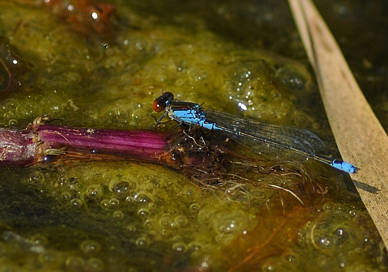 Small Red-eyed Damselfly - Male