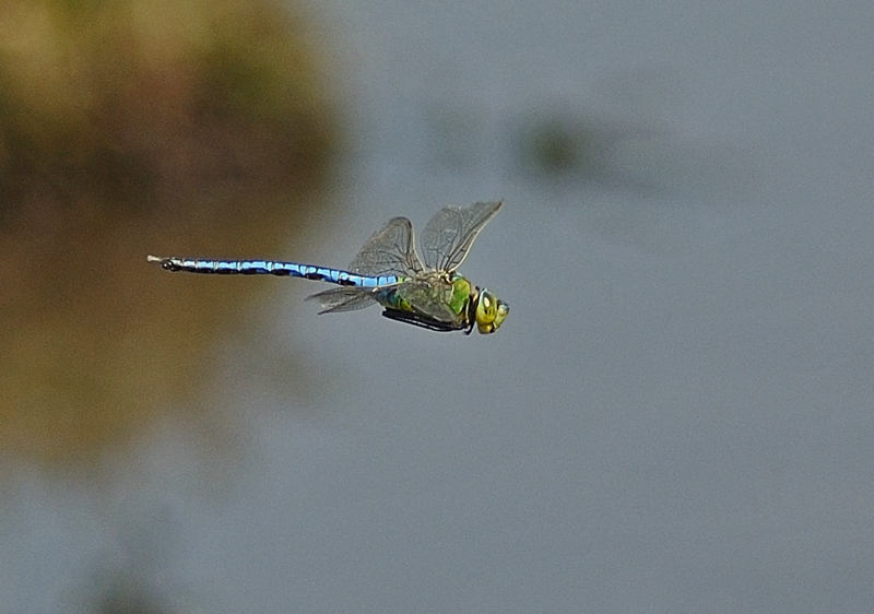 Emperor Dragonfly - Male