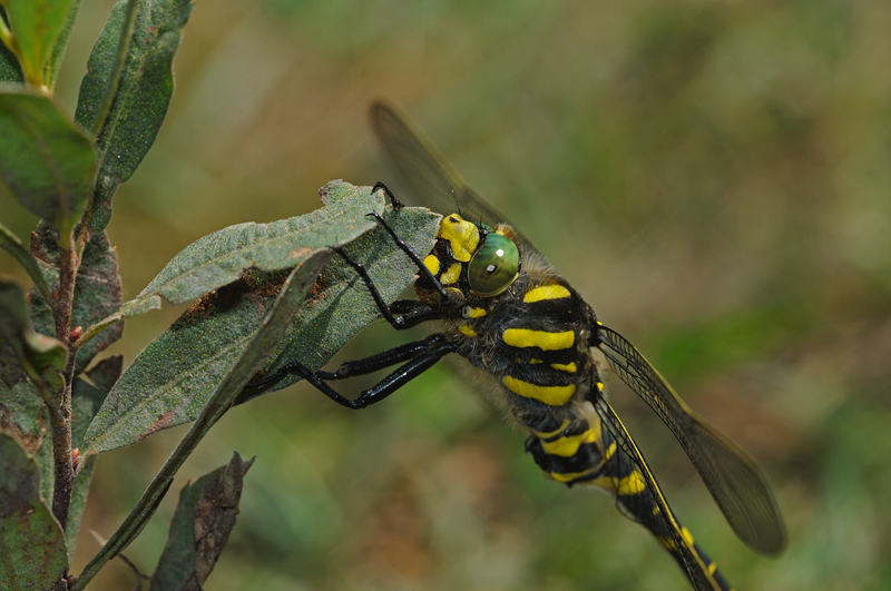 Golden-ringed Dragonfly - Male