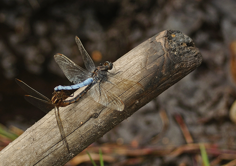 Keeled Skimmers - Mating Pair