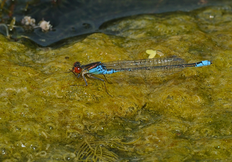 Small Red-eyed Damselfly - Male
