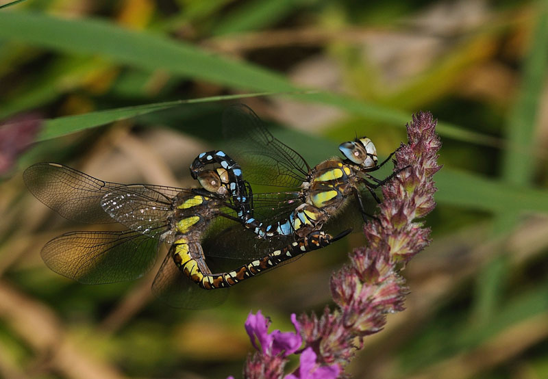 Migrant Hawkers - Mating Pair
