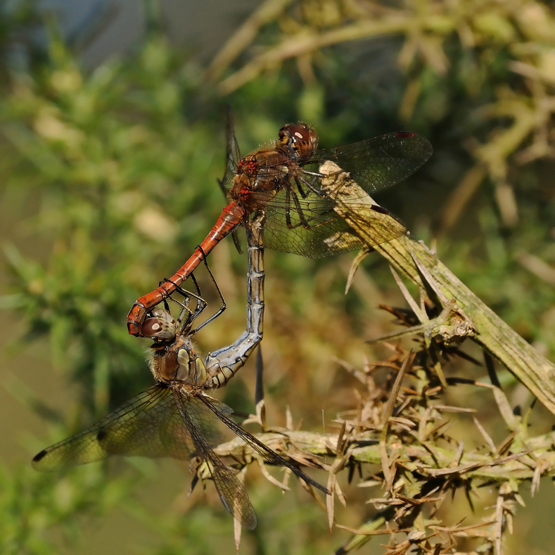 Common Darters - Mating Pair