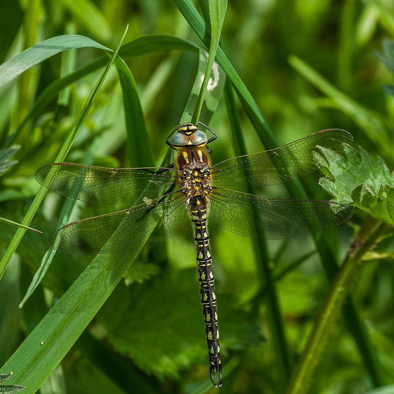 Hairy Dragonfly - male