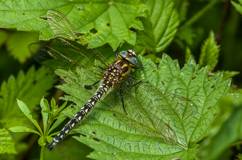 Hairy Dragonfly - male
