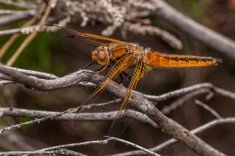 Scarce Chaser - immature male