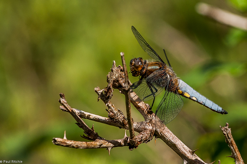 Broad-bodied Chaser - male