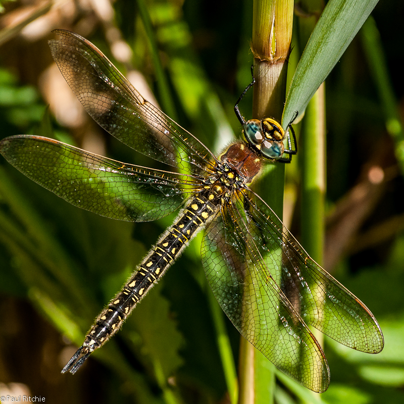 Hairy Dragonfly - female