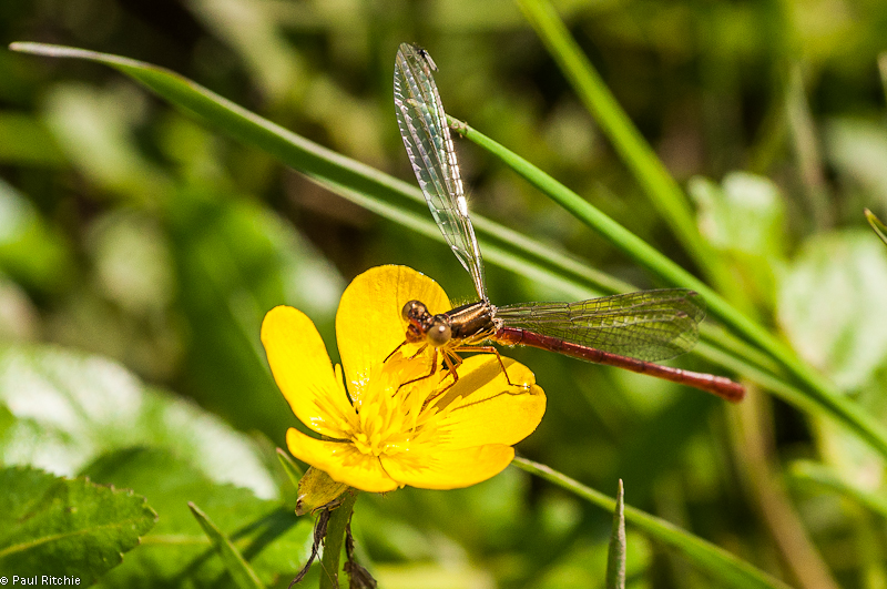 Small Red Damselfly - teneral