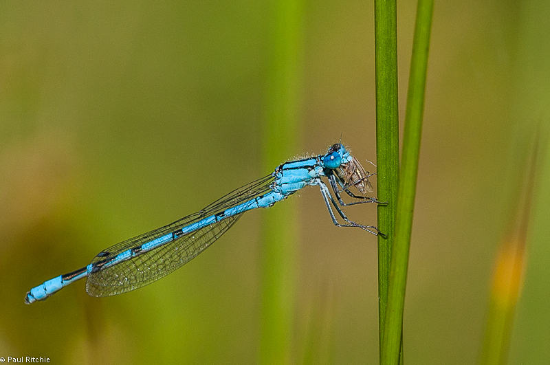 Common Blue Damselfly - male