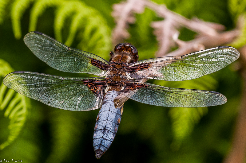 Broad-bodied Chaser - Male
