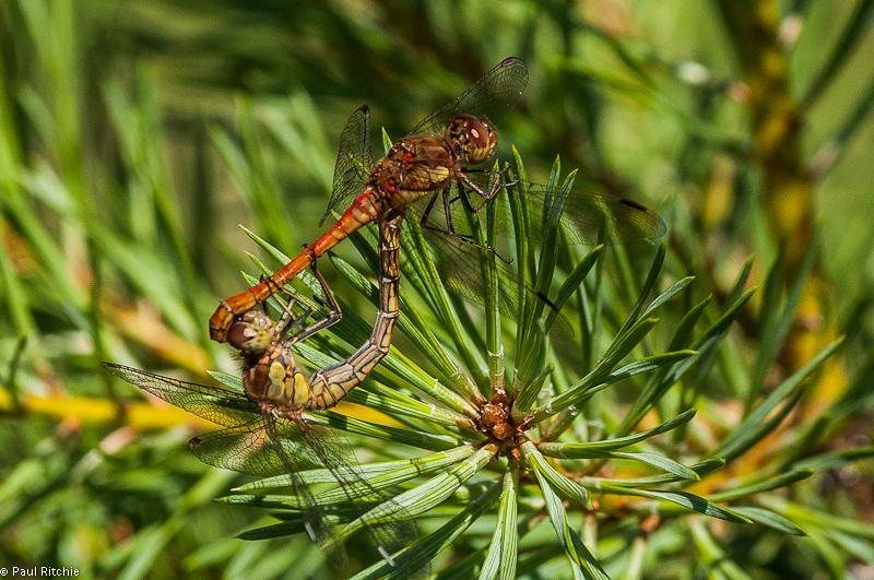 Common Darters - mating pair