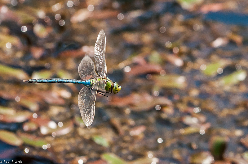 Emperor Dragonfly - male