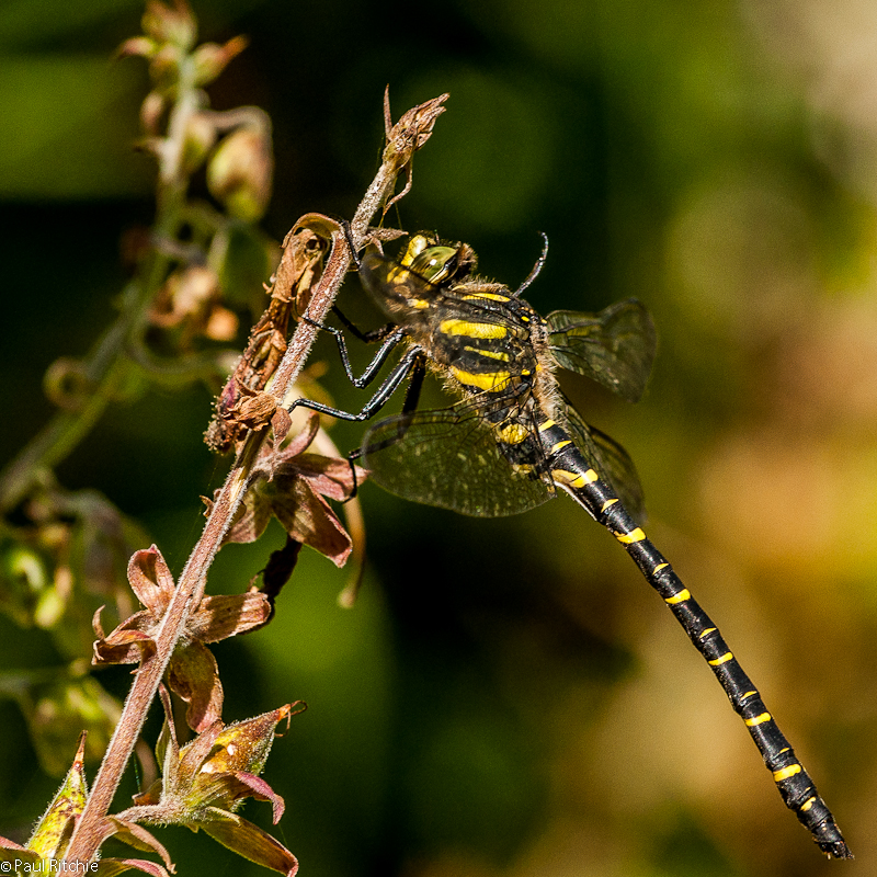 Golden-ringed Dragonfly - male
