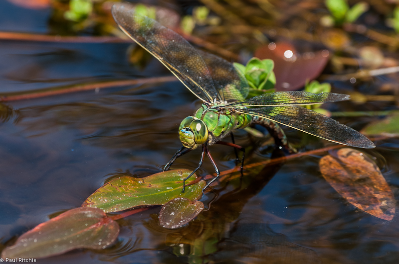 Emperor Dragonfly - female