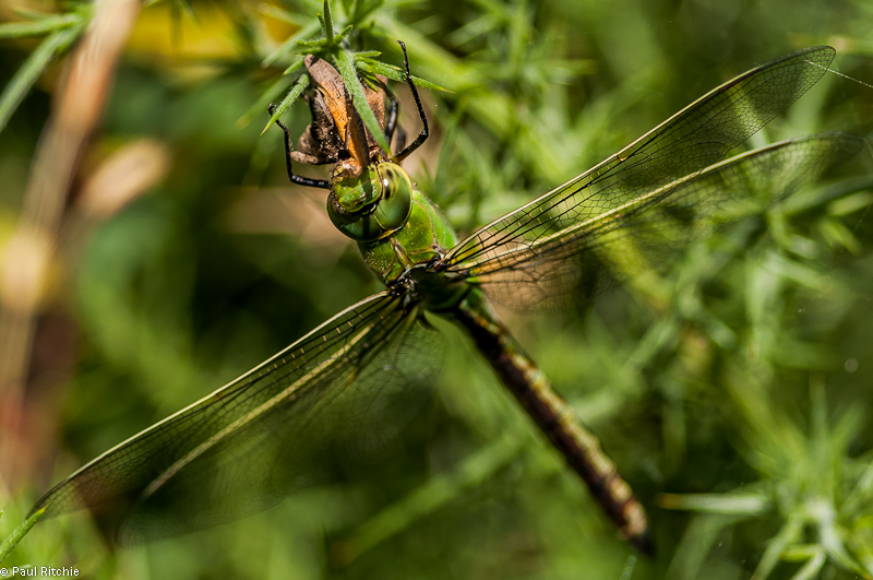 Emperor Dragonfly - female