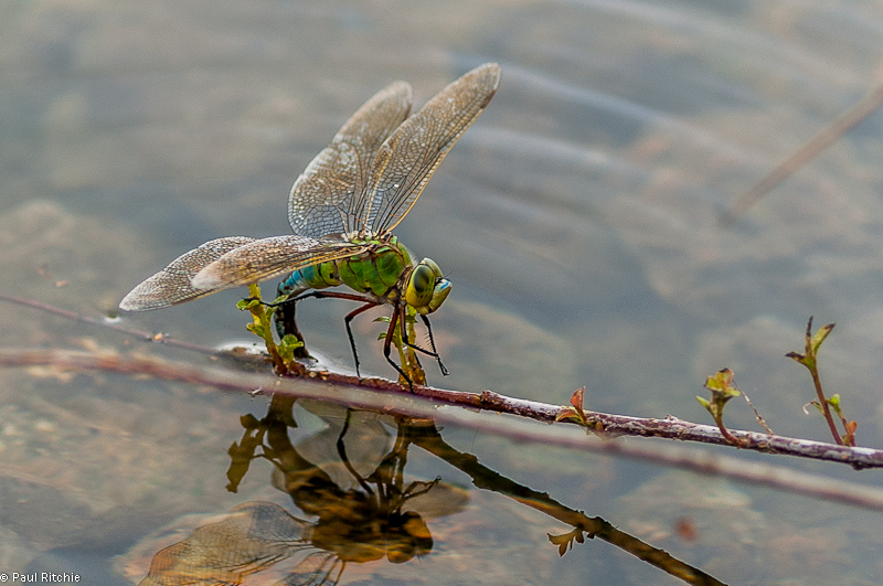 Emperor Dragonfly - female ovipositing