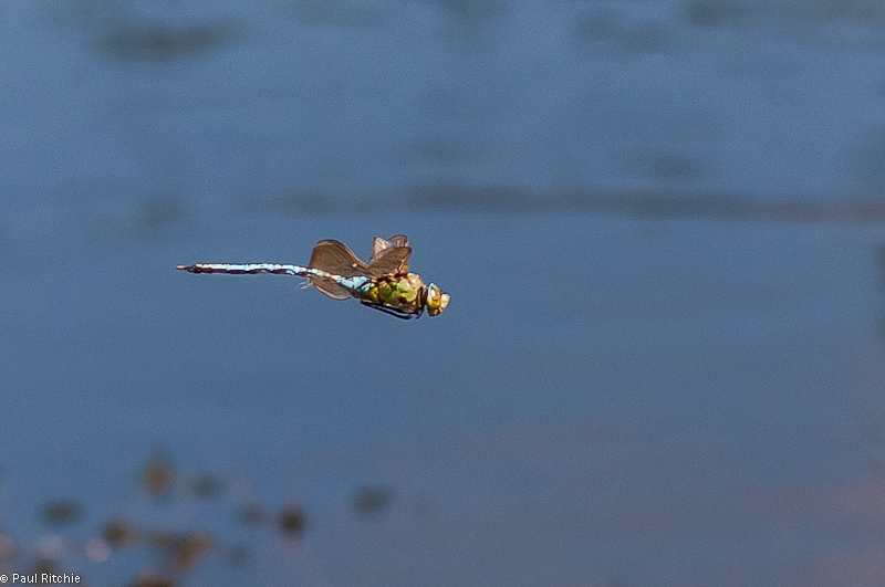 Emperor Dragonfly - male