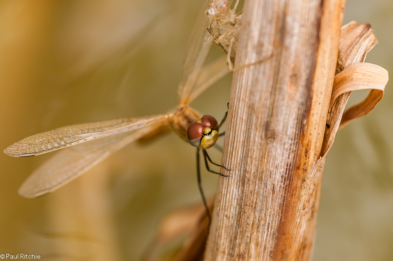 Red-veined Darter with Exuvia