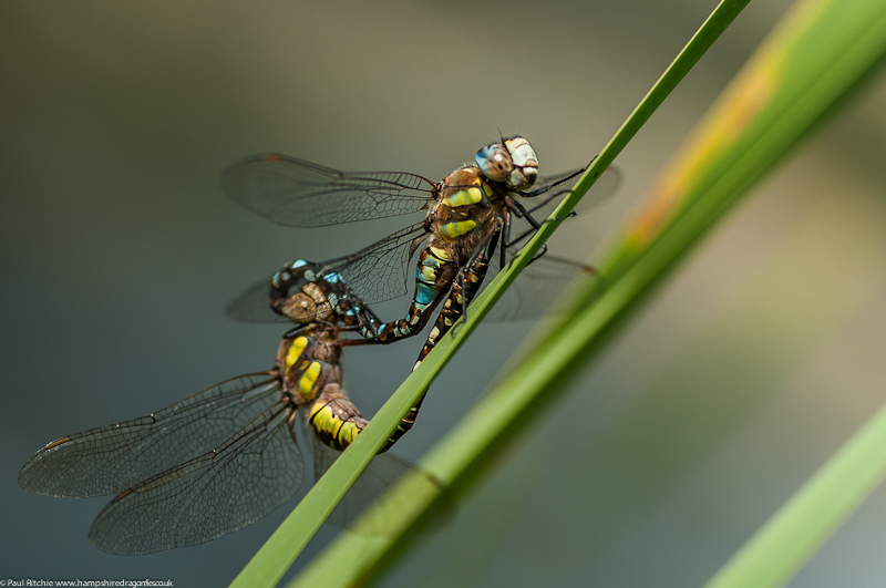 Migrant Hawkers - mating pair