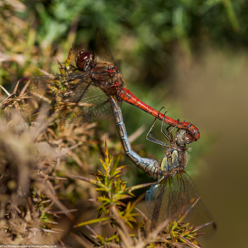 Common Darters - mating pair