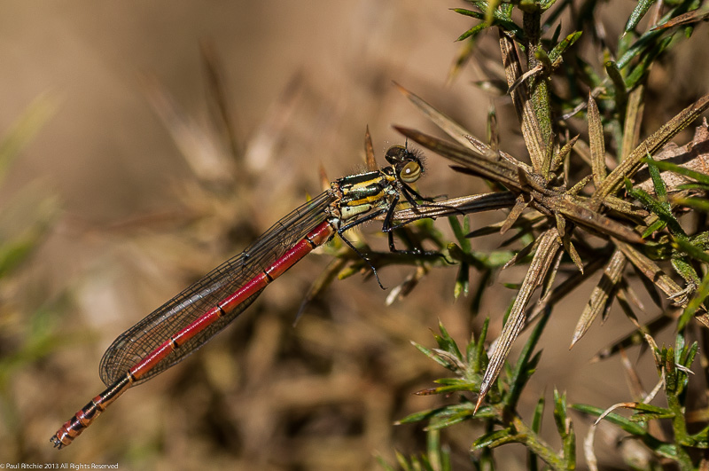 Large Red Damselfly (Pyrrhosoma nymphula)