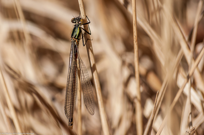 Large Red Damselfly (Pyrrhosoma nymphula)