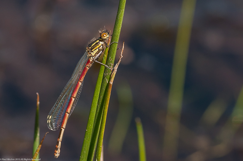 Large Red