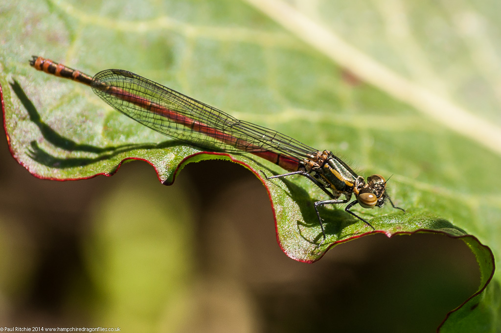 Large Red Damselfly – Immature Male