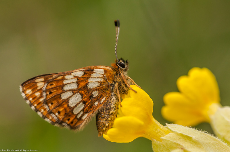 Duke of Burgundy