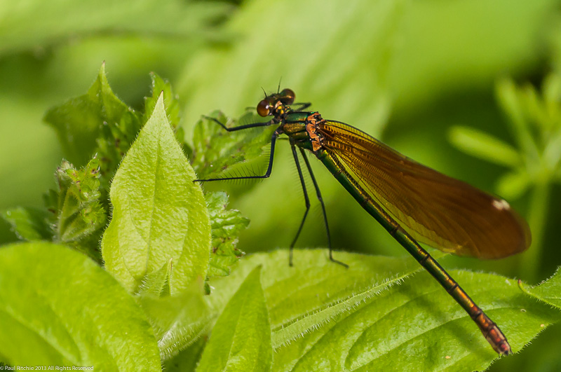 (Beautiful)  Demoiselle - female