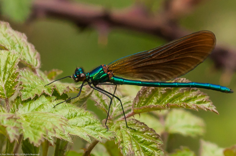 Beautiful Demoiselle - male