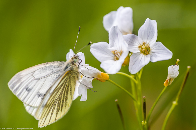 Green-veined White