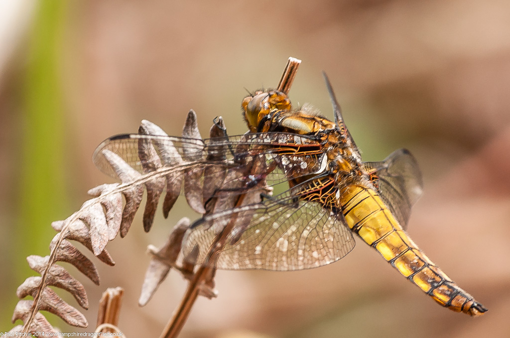 Broad-bodied Chaser - Immature male