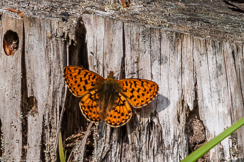 Pearl-bordered Fritillary - Male