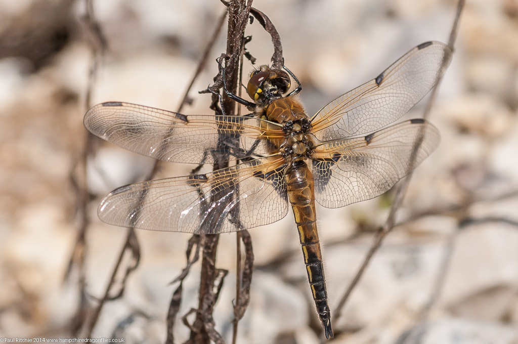 Four-spotted Chaser - Immature female