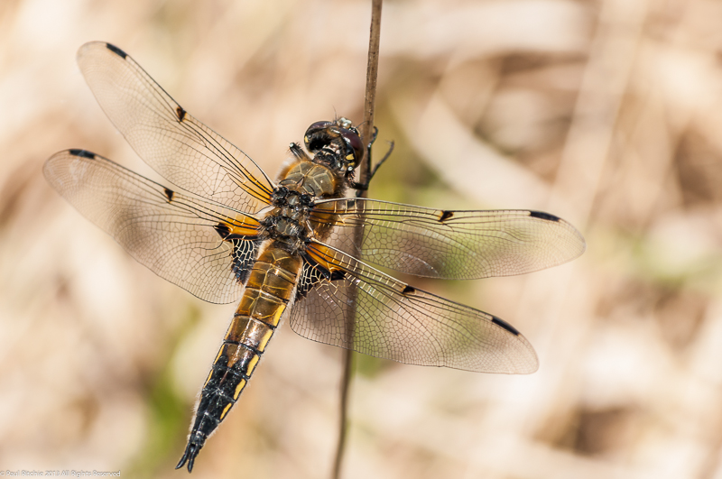 Four-spotted Chaser - Male