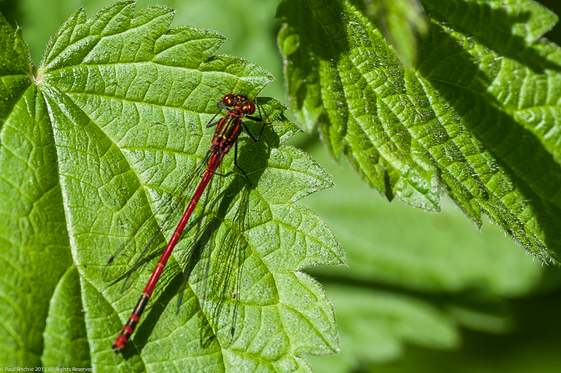 Large Red Damselfly - male